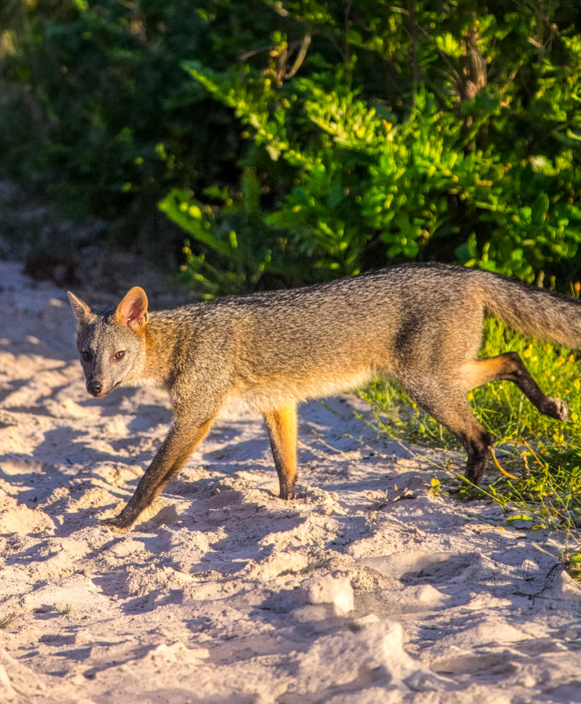 Cachorro-do-mato no Araguaia