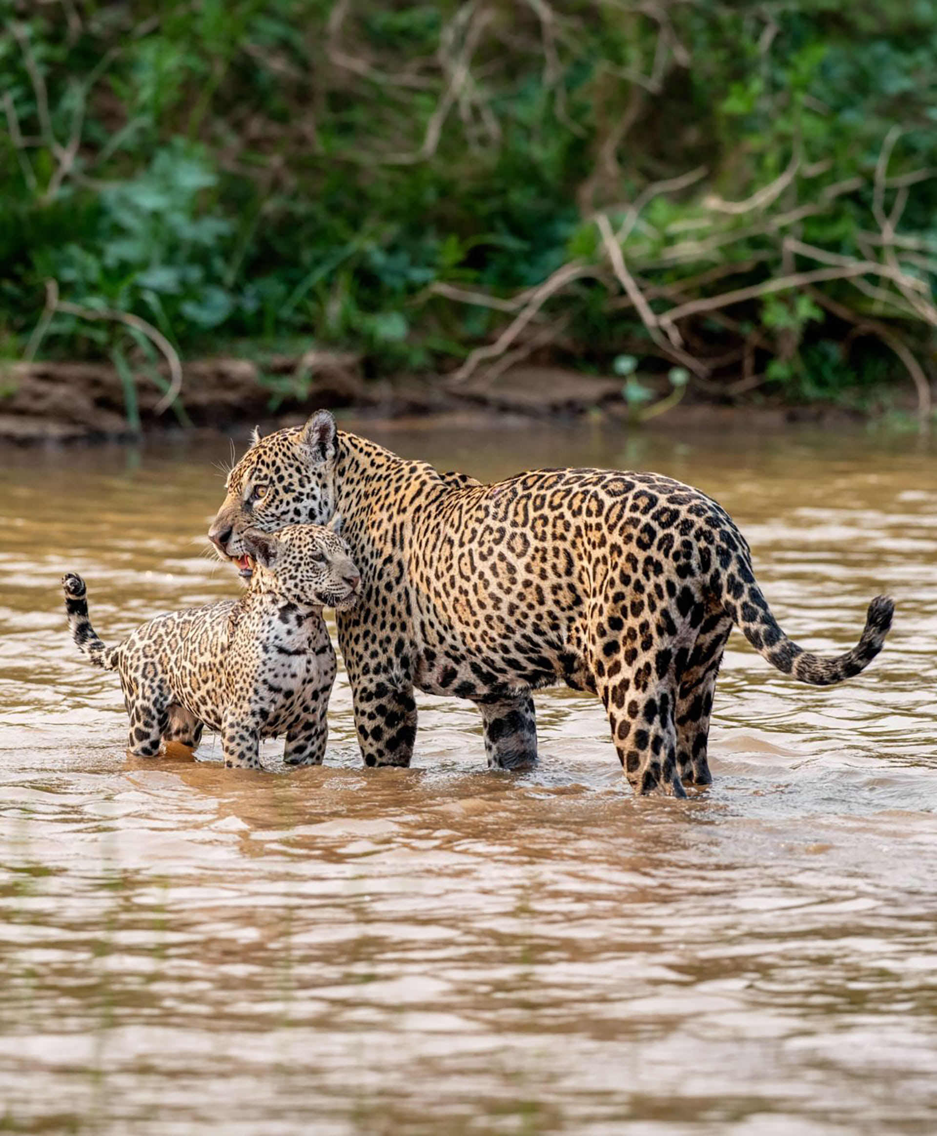 Onça filhote no Araguaia
