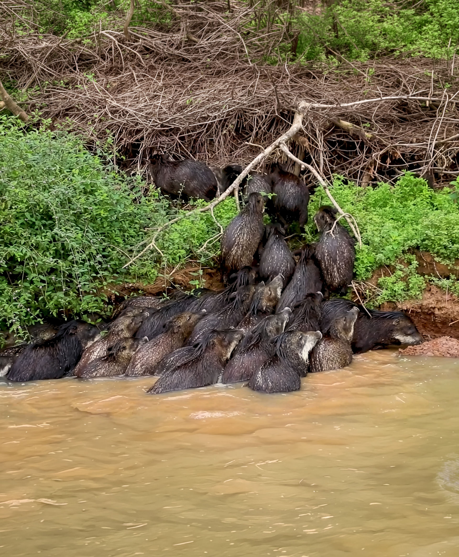 Queixadas no Araguaia