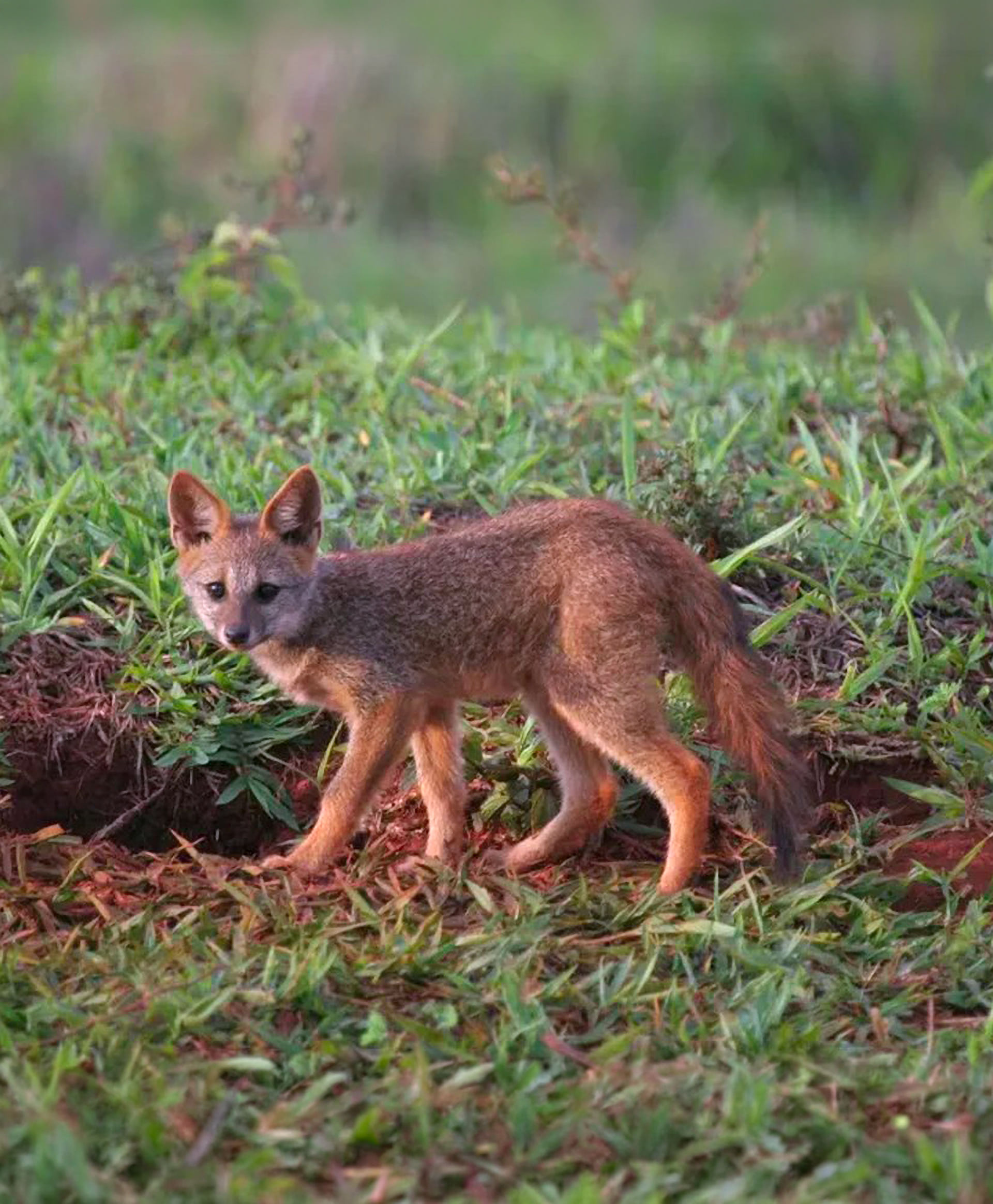 Raposa-do-campo no Araguaia