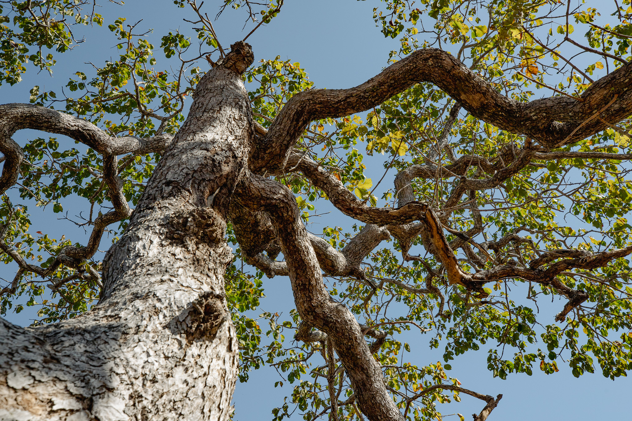 Árvore nativa do Cerrado