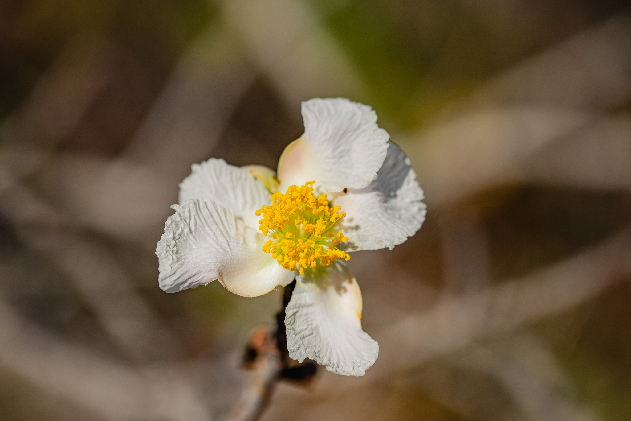 Flores nativas do Cerrado