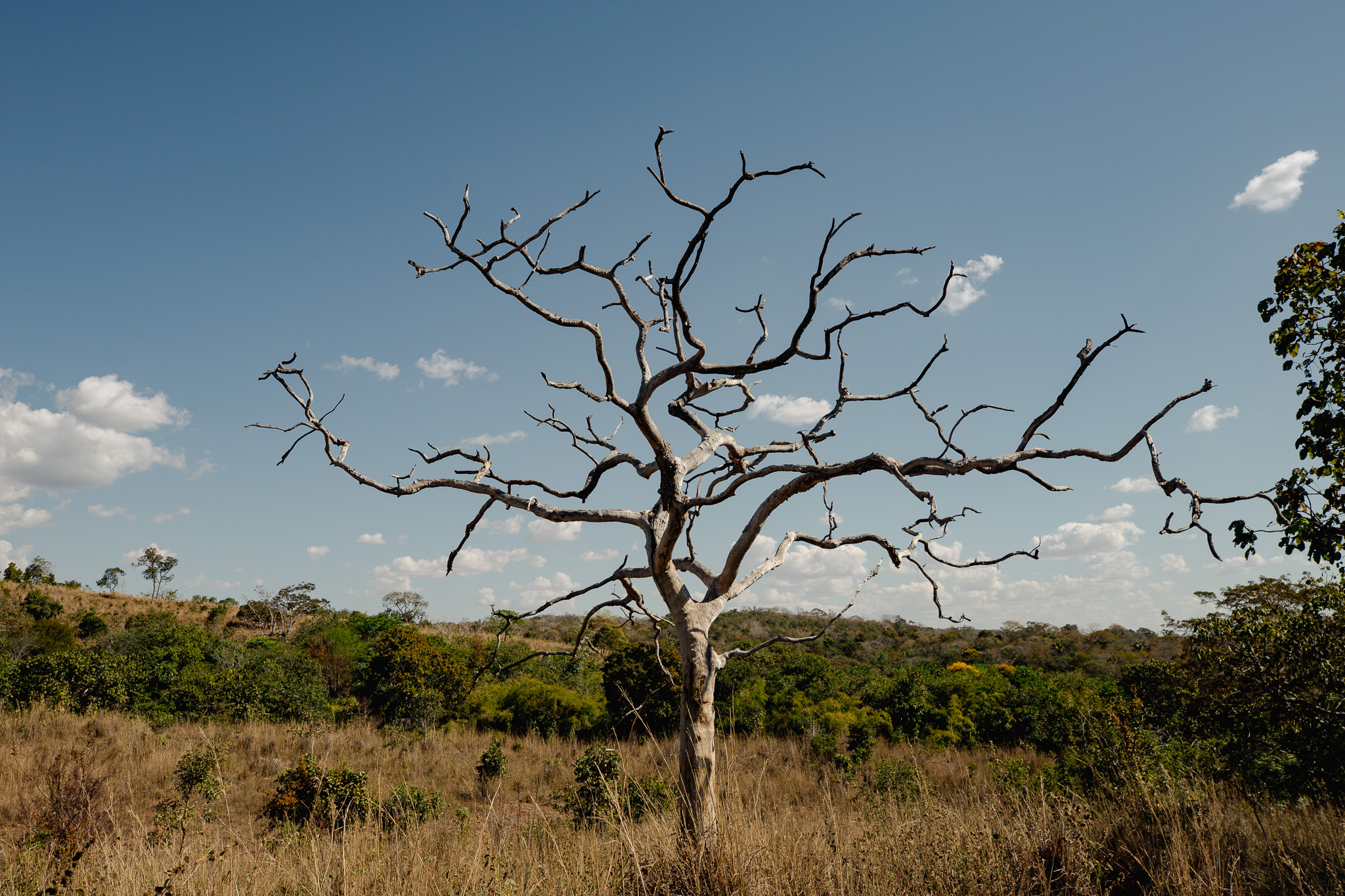 Árvore nativa do Cerrado